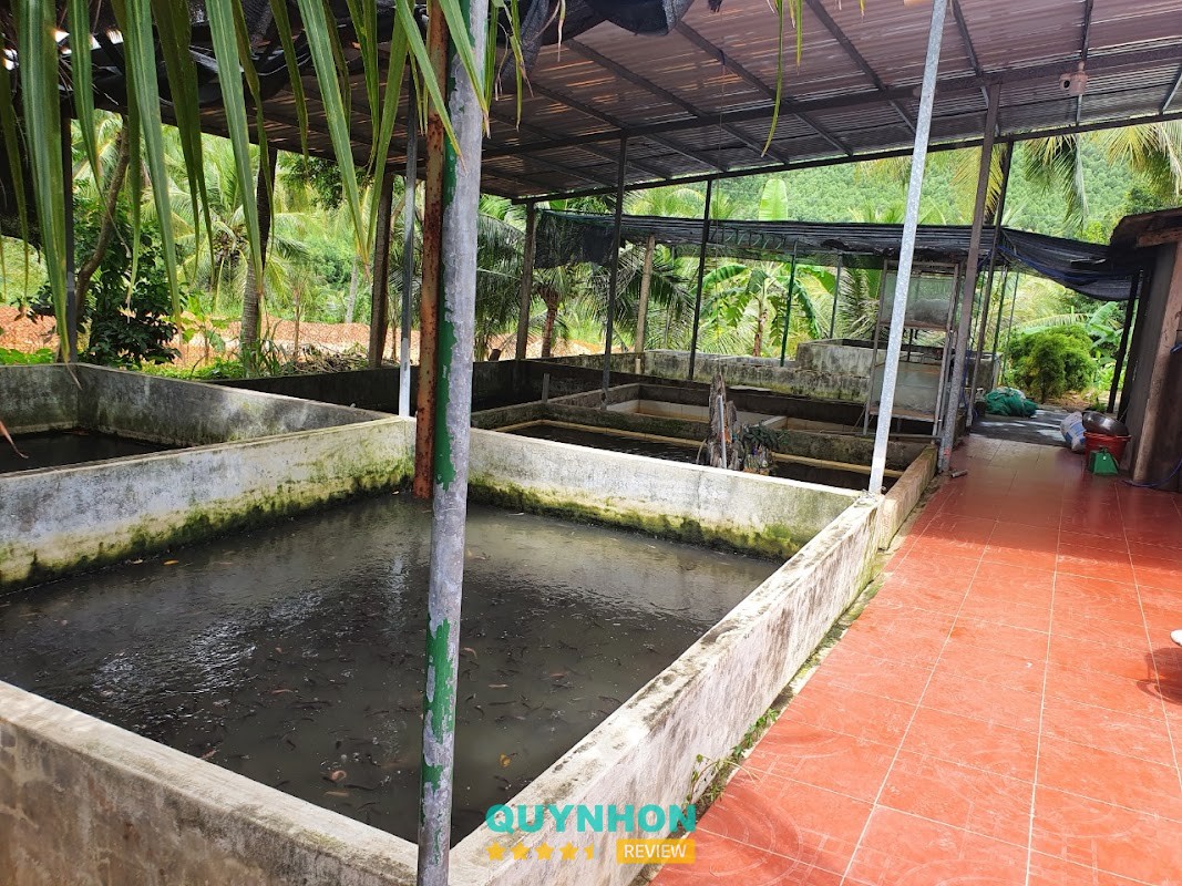 Trại Cá Giống Tấn Dũng – hình ảnh 2