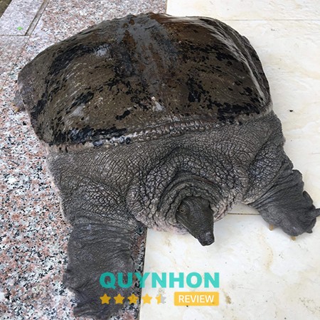 Trại Cá Giống Tấn Dũng – hình ảnh 3