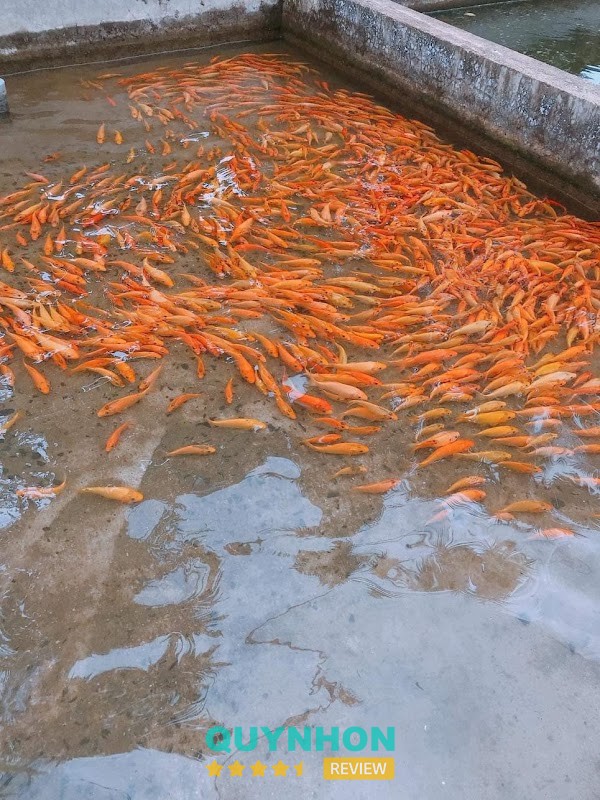 Trại cá giống Năm Quang – hình ảnh 2