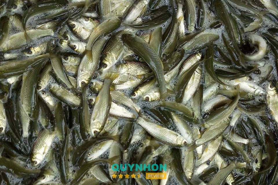Trại cá giống Năm Quang – hình ảnh 3