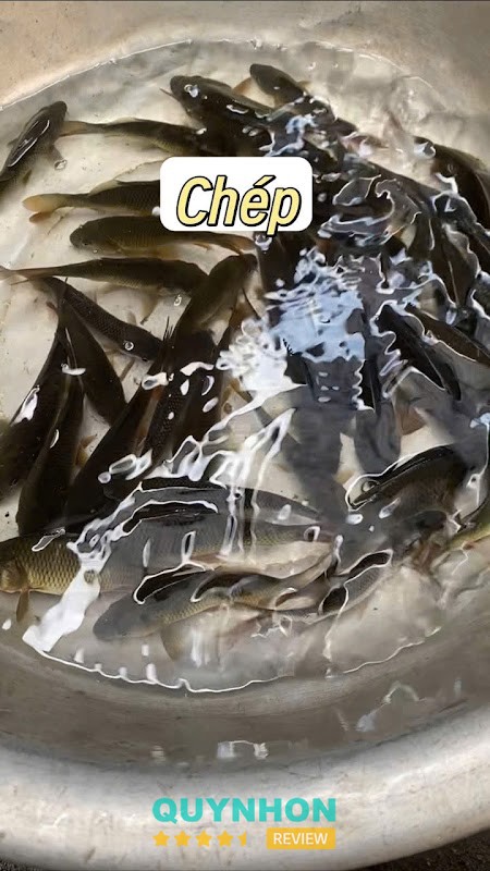 Trại cá giống Tơ Tung – hình ảnh 2