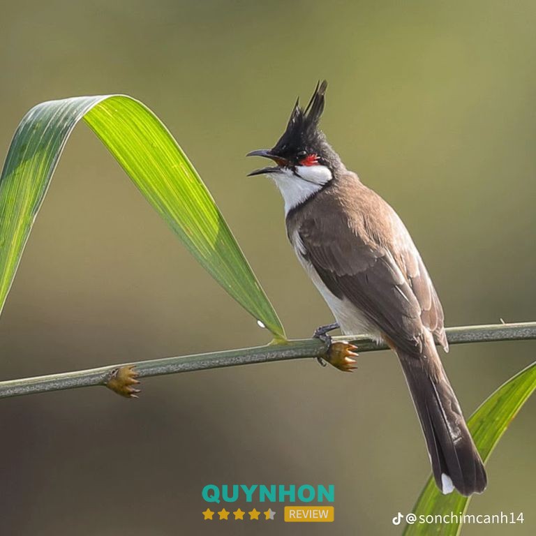 Cửa Hàng Chim Cảnh Phú Thịnh tại Pleiku