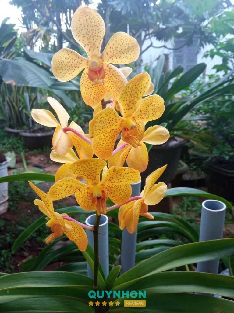 Cửa Hàng Chim Cảnh Phú Thịnh – hình ảnh 2