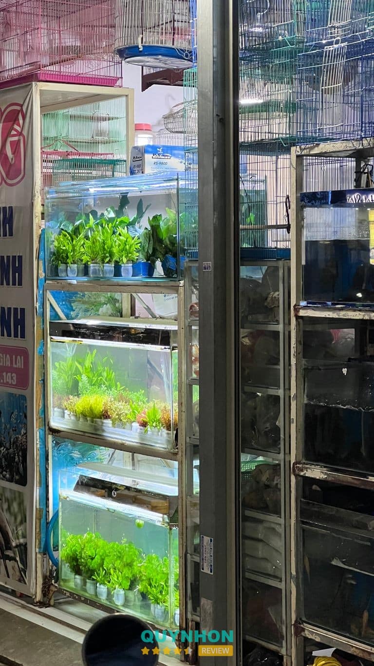 Cửa Hàng Chim Cá Cảnh Kim Long – hình ảnh 2