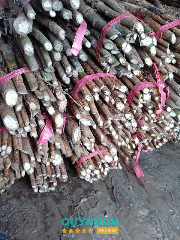 Vườn Ươm Đan Chi Gia Lai - Kon Tum Gia Lai
