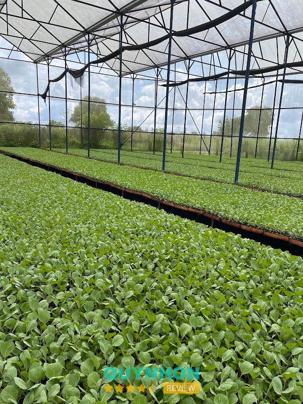 Vườn rau giống Thanh Thú Gia Lai