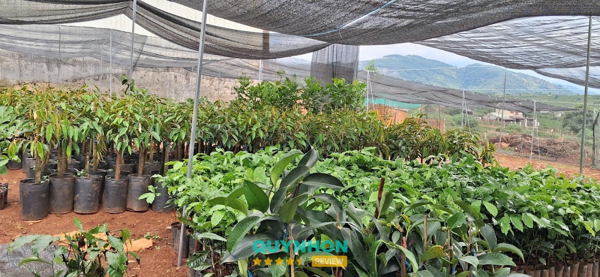 Cây Giống Tuấn Kiệt – hình ảnh 2