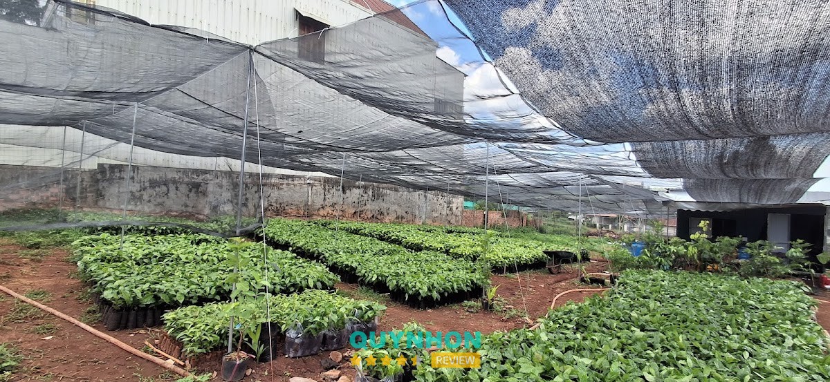 Cây Giống Tuấn Kiệt – hình ảnh 3