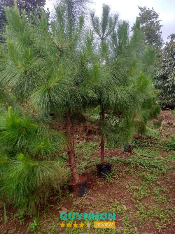 Cơ sở cây giống Lâm Nghiệp Pleiku - Gia Lai – hình ảnh 3
