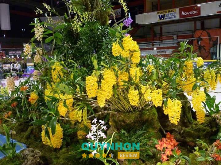 Camera Gia Lai Camera Trần Tuấn – hình ảnh 2