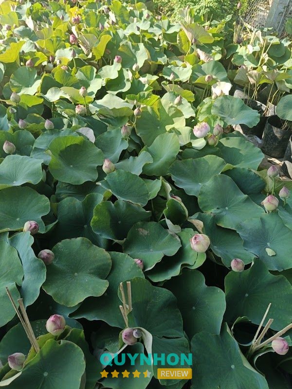 Phân bón Thanh Phương Cây Cảnh Hoa Lan