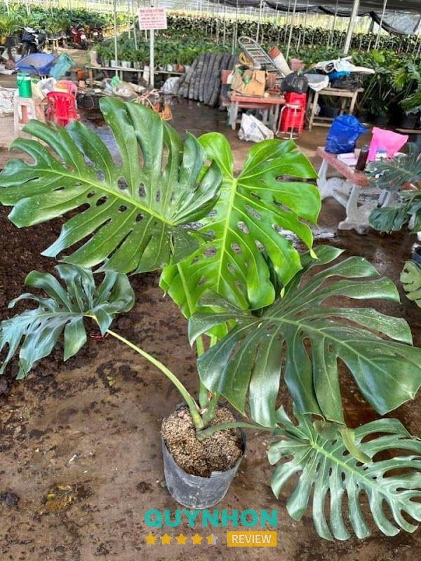 Phân bón Thanh Phương Cây Cảnh Hoa Lan – hình ảnh 2