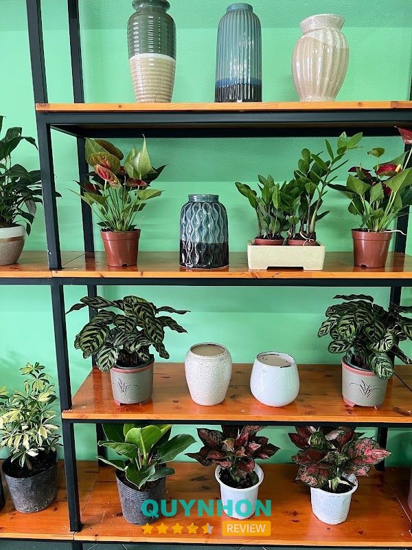 SHOP CÂY PHONG THUỶ – hình ảnh 2