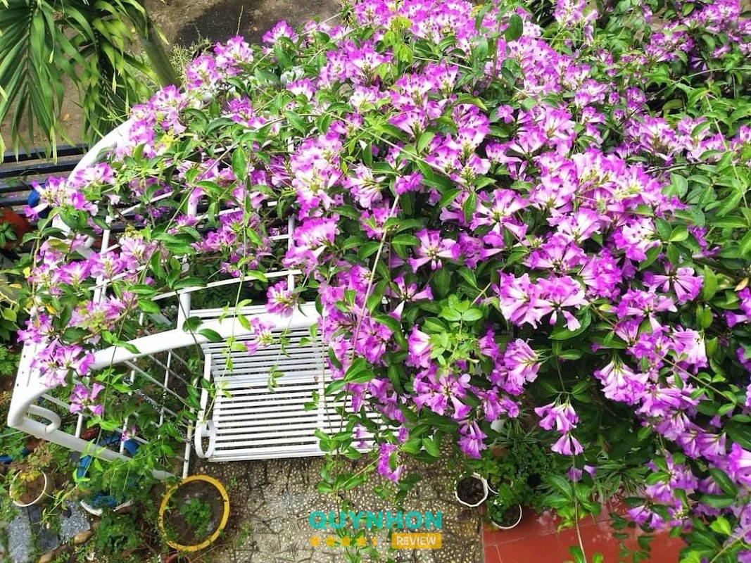 Không gian cây cảnh tại 194 Hoàng Văn Thụ