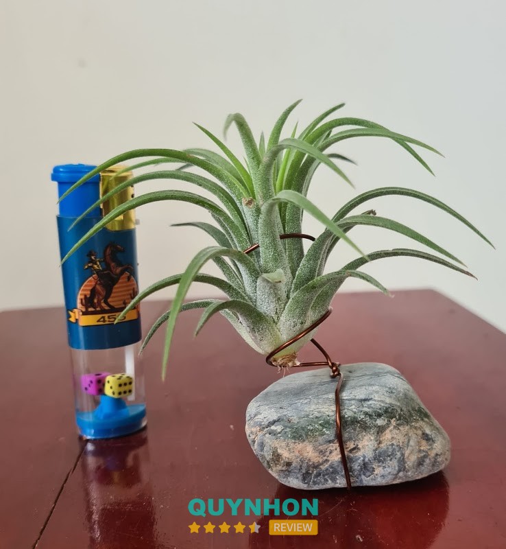 Các mẫu cây tại Cây Cảnh Quy Nhơn