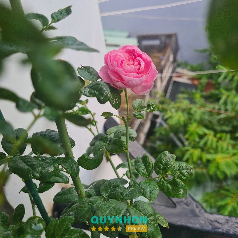Không gian trưng bày cây tại Cây Cảnh Quy Nhơn