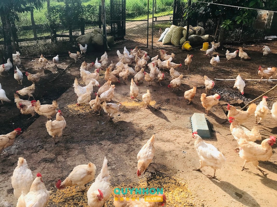 Amazing Farm Gia Lai – hình ảnh 3