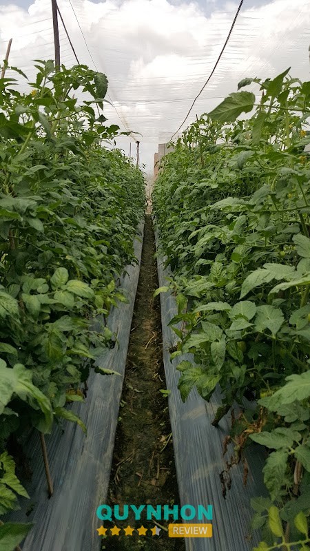 Pleiku Farm – hình ảnh 2
