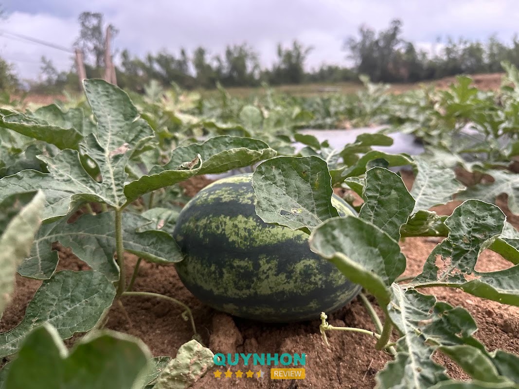 Không gian YUUKI FARM Bình Định