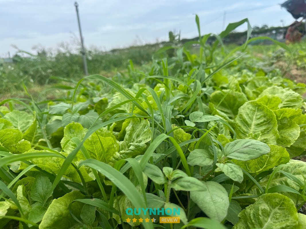 Hoạt động tại YUUKI FARM