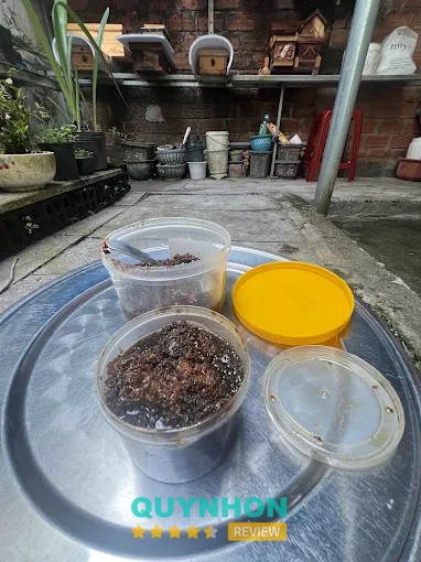 Mô hình nuôi ong dú tại Quy Nhơn