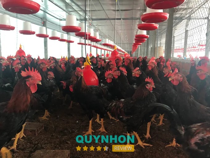 Gà Giống Thúy Hoàng tại An Nhơn
