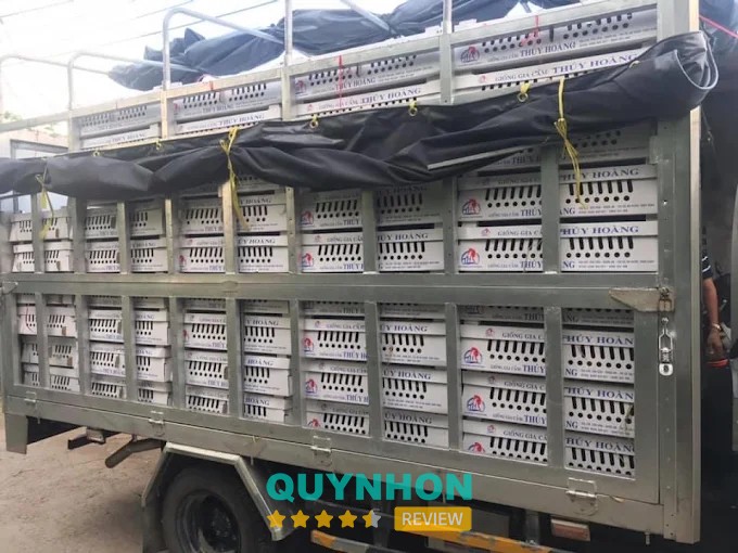 Con giống tại Gà Giống Thúy Hoàng