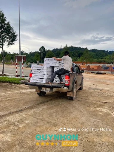 Khu vực cung cấp gà giống Thúy Hoàng