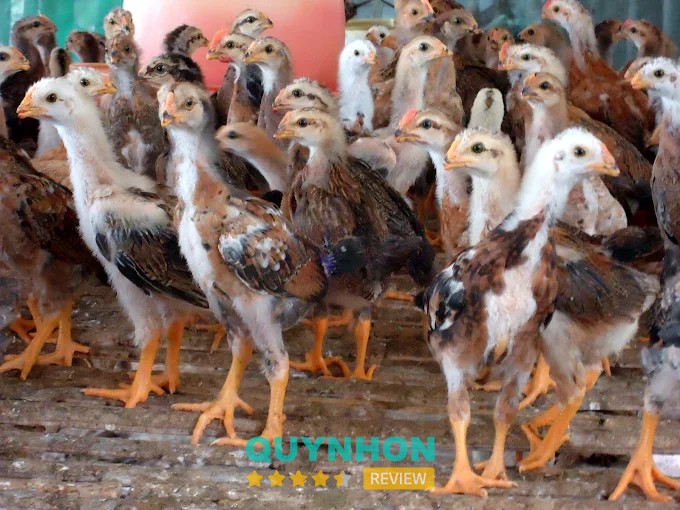 Gà giống của Công ty Cao Khanh tại Phù Cát