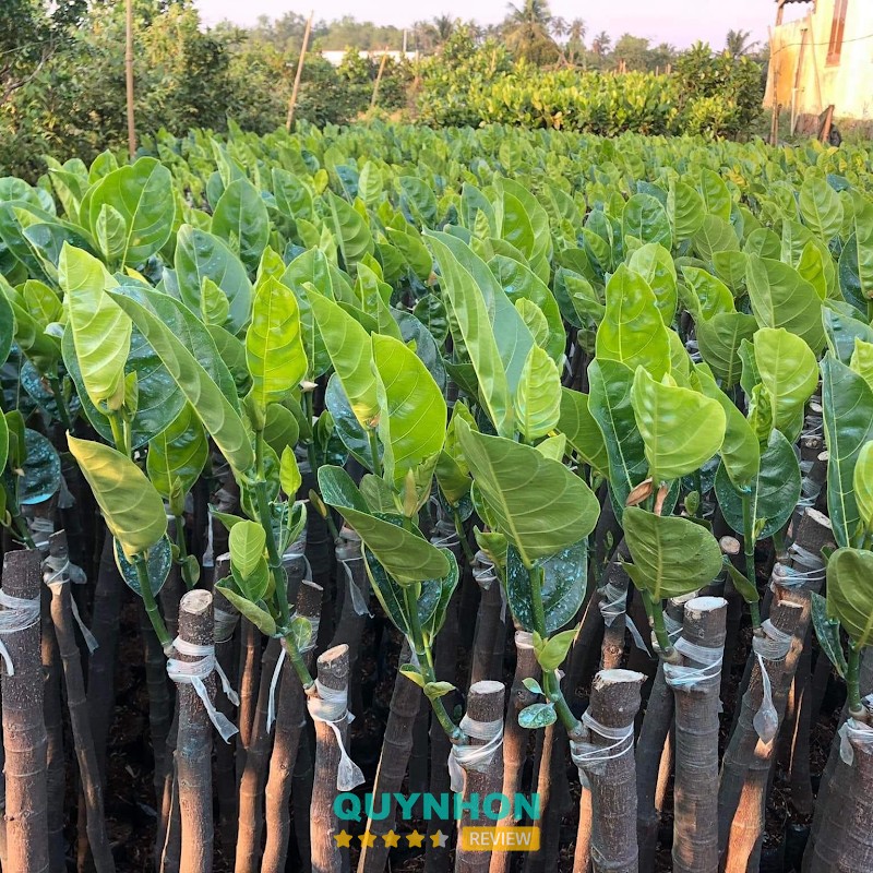 Cty TNHH An Nông Gia Lai – hình ảnh 2