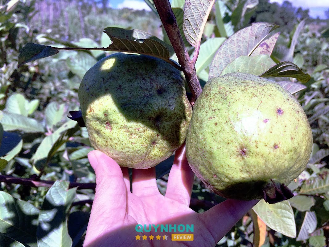 Cty TNHH An Nông Gia Lai – hình ảnh 3