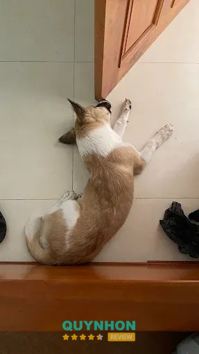 Không gian Bobo petshop Quy Nhơn