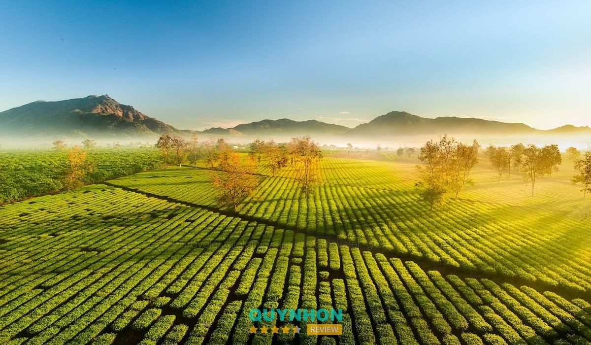 Công Ty TNHH MTV AGRESO – hình ảnh 1