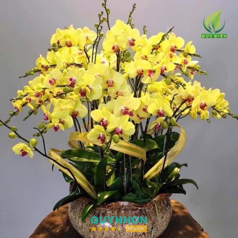 Vườn Hoa Lan Hồ Điệp Đức Điền – Đường Lý Chính Thắng, Phường, Hội Phú, Gia Lai 600000, Việt Nam hình ảnh 3