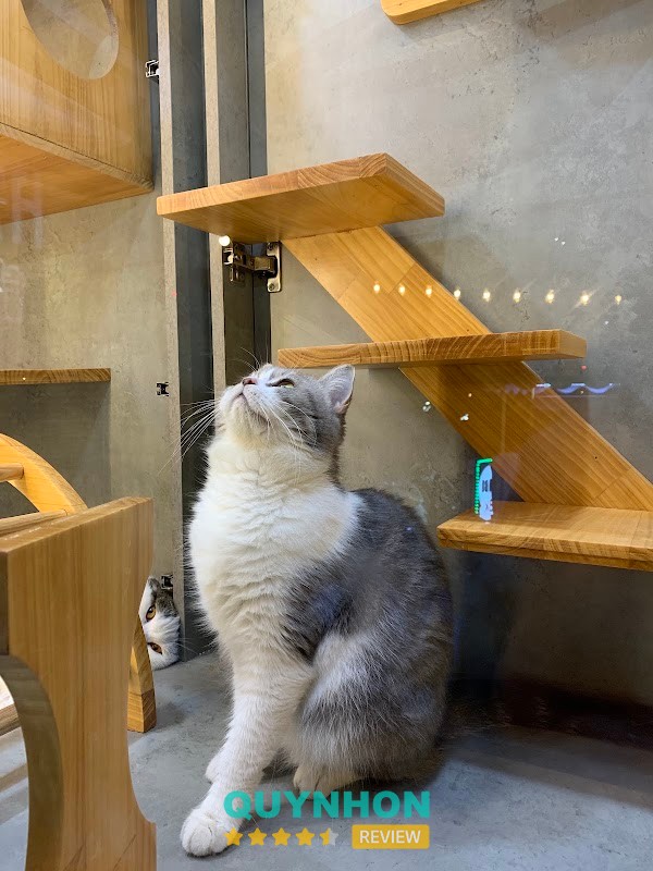 Hachiko pet spa & coffee – hình ảnh 2