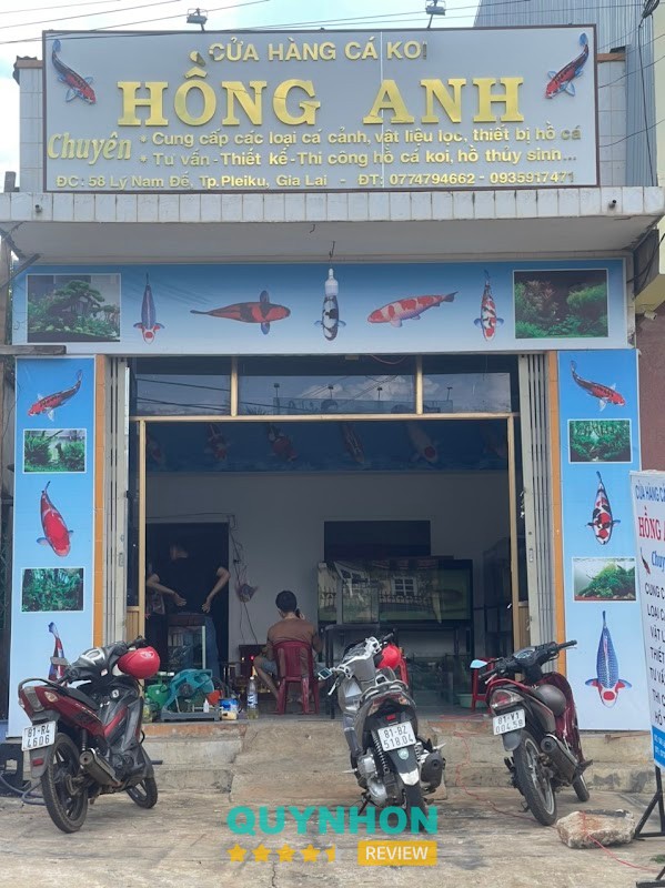 Cá Koi Hồng Anh Gia Lai