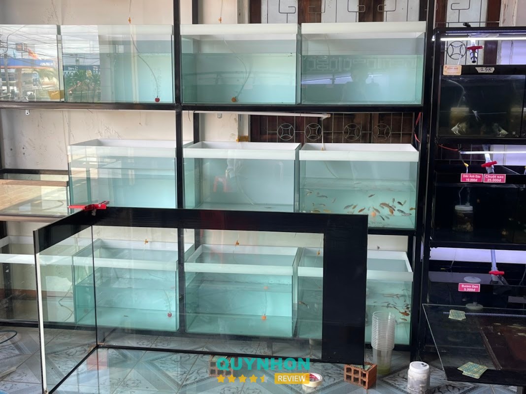 Cá Koi Hồng Anh – hình ảnh 3