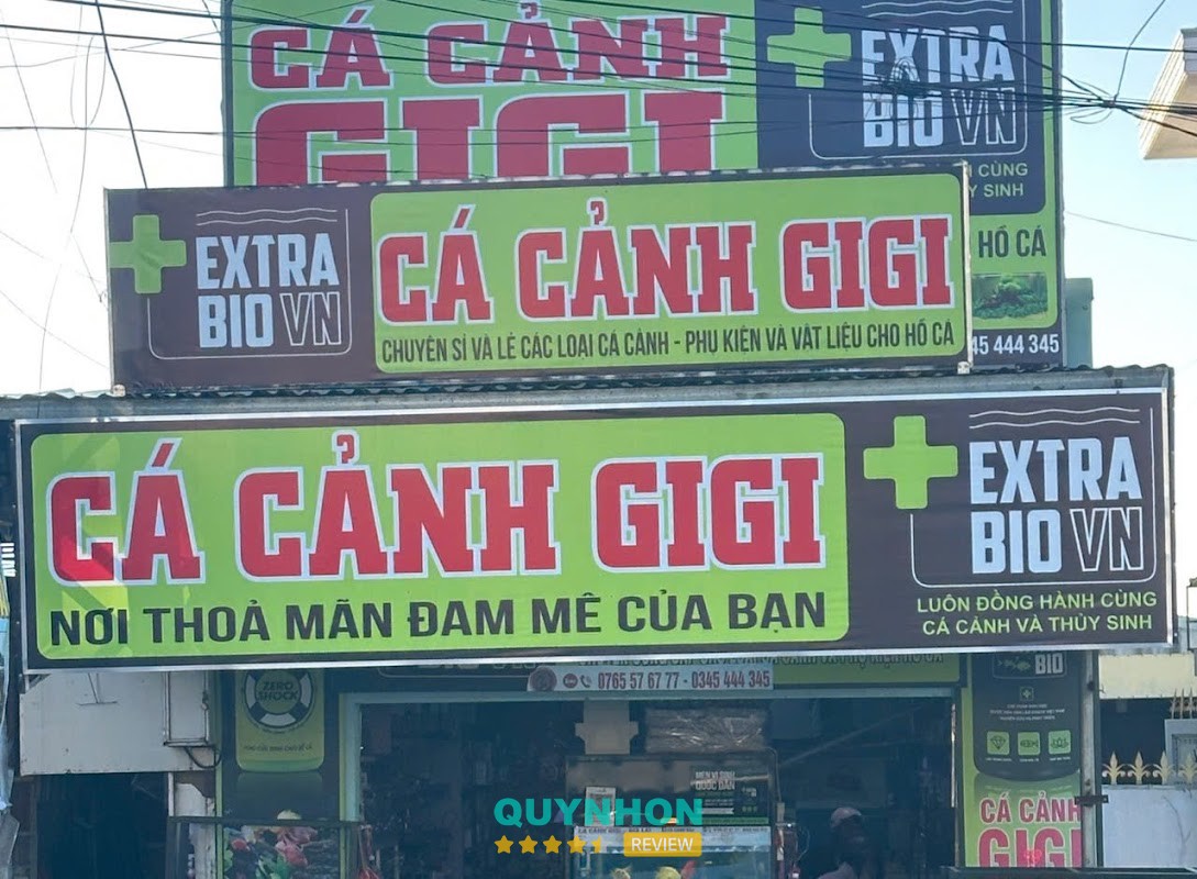 Cá Cảnh Gigi Gia Lai
