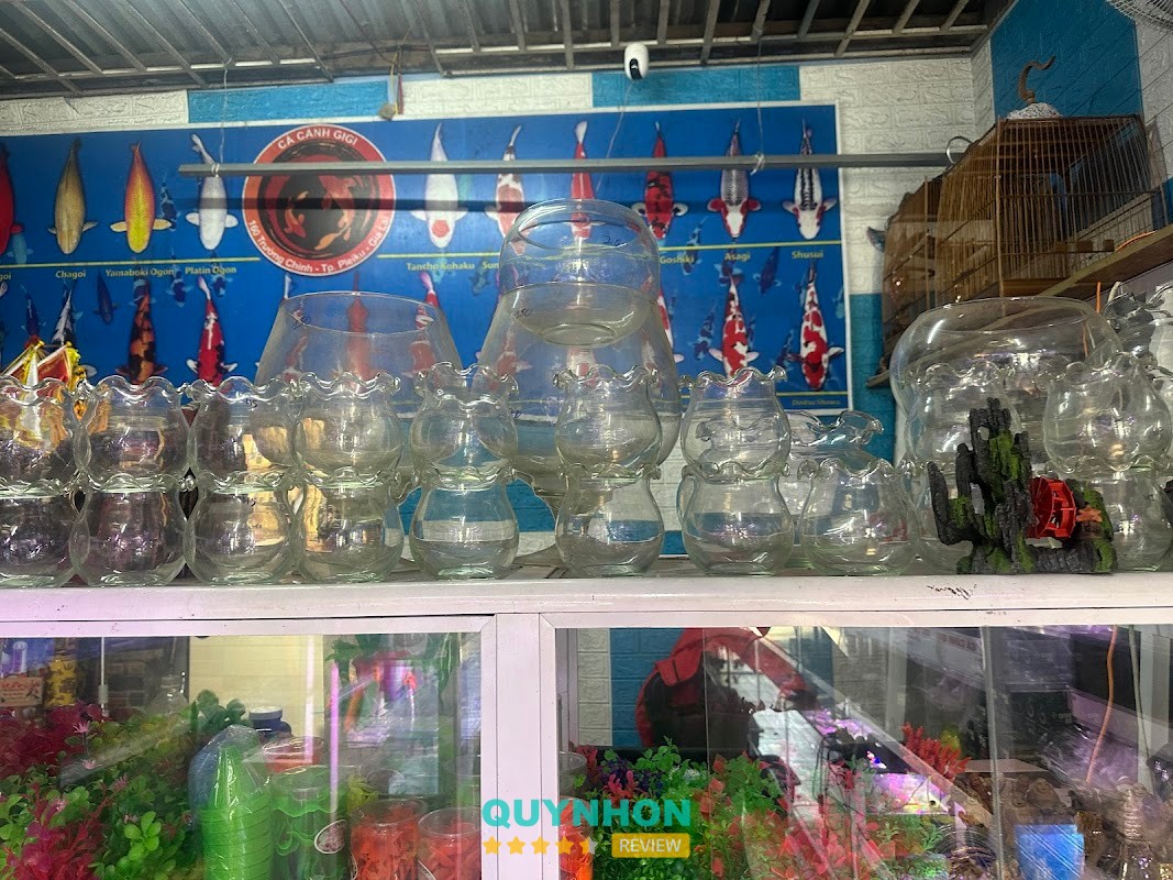 Cá Cảnh Gigi – hình ảnh 2