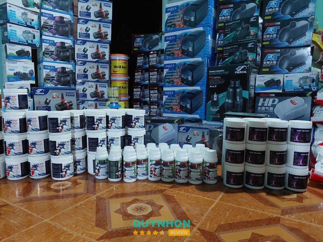 TRẠI CÁ KOI BÌNH ĐỊNH – KCN Đồi, An Nhơn, Gia Lai, Việt Nam