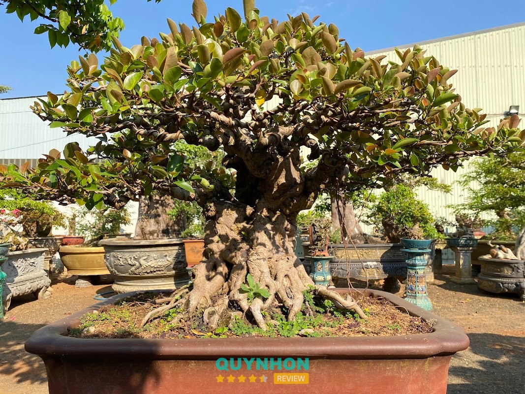 Bonsai Vũ Nguyễn