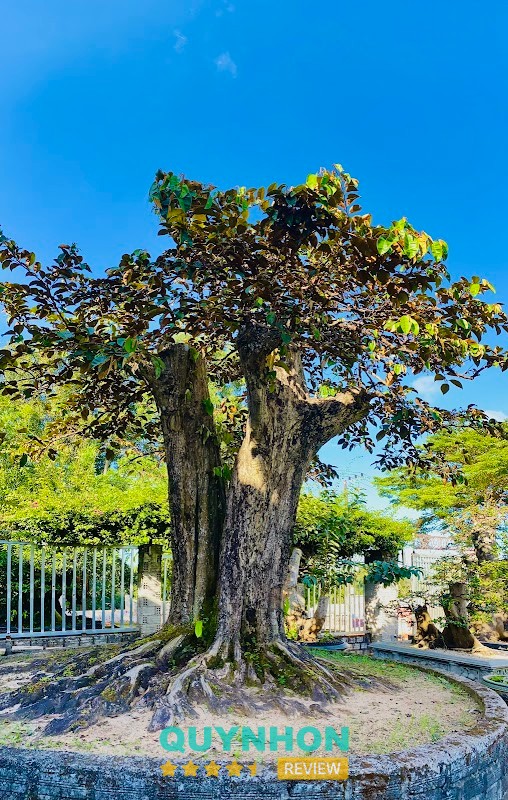 Bonsai Vũ Nguyễn – hình ảnh 2
