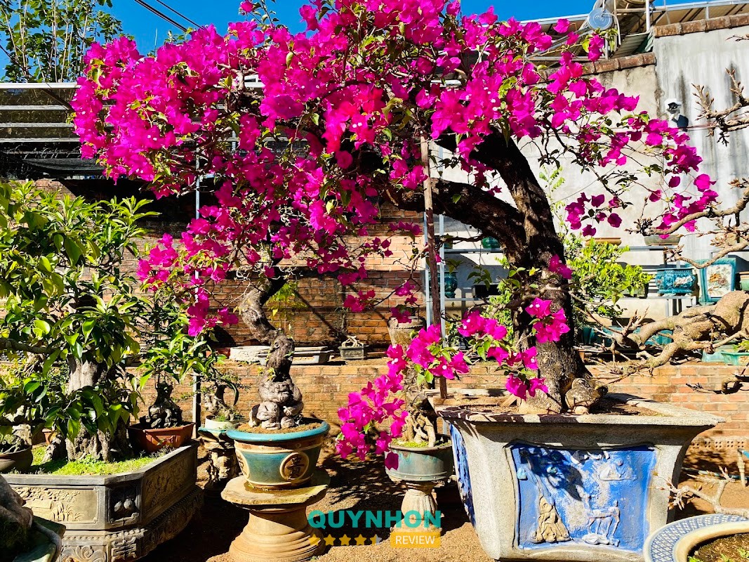 Bonsai Vũ Nguyễn – hình ảnh 3
