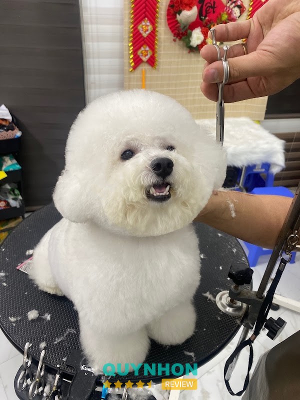 BB PET’S TOWN Quy Nhơn - Grooming, Spa, Hotel – 374 Đ. Hoàng Văn Thụ, Quy Nhơn Nam, Gia Lai 55111, Việt Nam hình ảnh 2