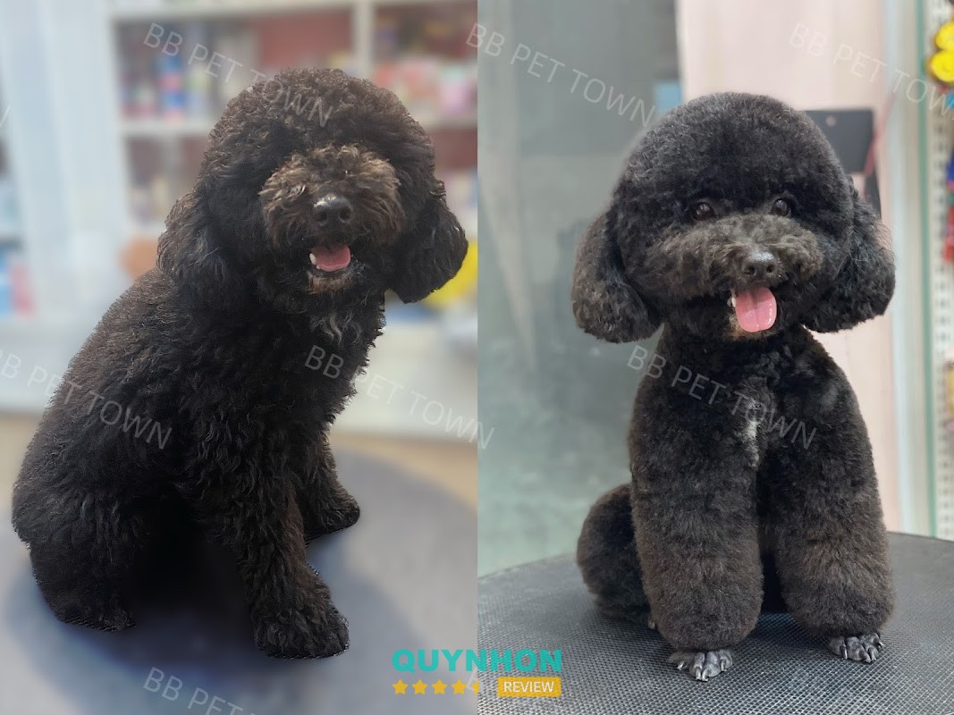 BB PET’S TOWN Quy Nhơn - Grooming, Spa, Hotel – 374 Đ. Hoàng Văn Thụ, Quy Nhơn Nam, Gia Lai 55111, Việt Nam hình ảnh 3