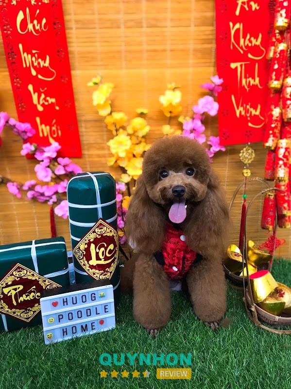 Huong Poodle Home – 07 Nguyễn Phi Khanh, Quy Nhơn Nam, Gia Lai, Việt Nam hình ảnh 2
