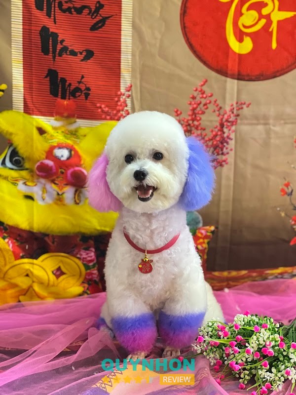 Mini Pet - Siêu thị thú cưng Quy Nhơn – 405a Nguyễn Thị Minh Khai, Quy Nhơn Nam, Gia Lai 820000, Việt Nam